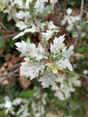 Erysiphe alphitoides