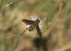 Poecilanthrax lucifer