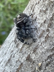 Phidippus audax