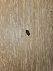 Porcellio spinicornis