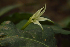 Jaborosa integrifolia