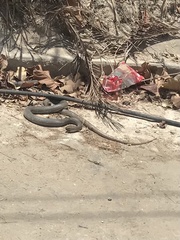 Masticophis mentovarius