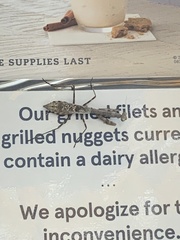 Stagmomantis carolina
