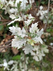 Erysiphe alphitoides