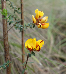 Pultenaea