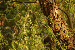 Geoffroea decorticans