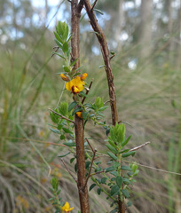 Pultenaea