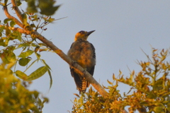 Melanerpes chrysogenys