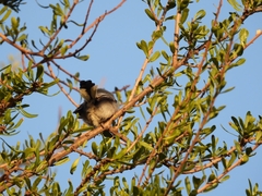 Polioptila dumicola