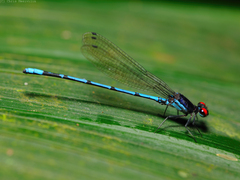 Argia cupraurea