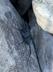 Pardosa lapidicina