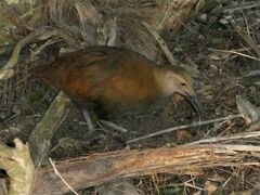 Gallirallus sylvestris
