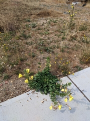 Oenothera glazioviana