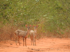 Mazama gouazoubira
