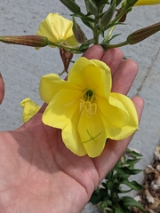 Oenothera glazioviana