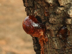 Anadenanthera colubrina