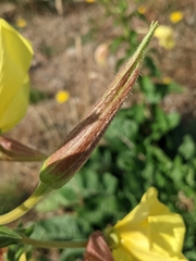 Oenothera glazioviana