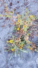 Grindelia integrifolia