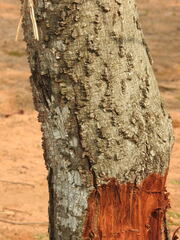 Anadenanthera colubrina