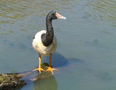 Anseranas semipalmata