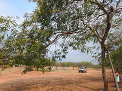 Anadenanthera colubrina