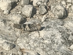 Trimerotropis saxatilis