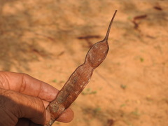 Anadenanthera colubrina