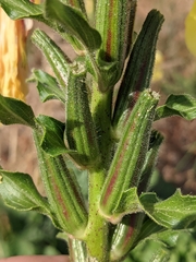 Oenothera glazioviana