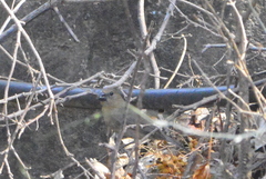 Cyanocompsa parellina