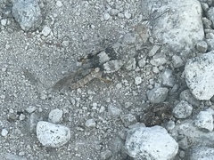 Trimerotropis saxatilis