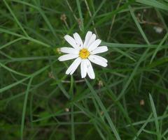 Argyranthemum