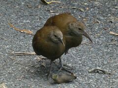 Gallirallus sylvestris