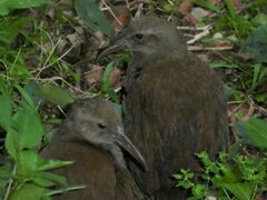 Gallirallus sylvestris