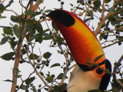 Ramphastos toco