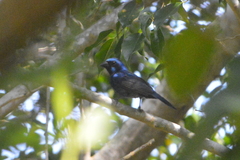 Cyanocompsa parellina