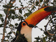 Ramphastos toco