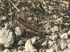 Melanoplus packardii