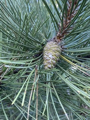 Pinus nigra