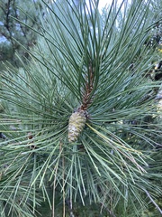Pinus nigra