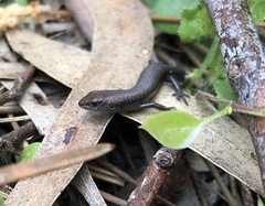 Lampropholis