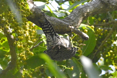 Melanerpes chrysogenys