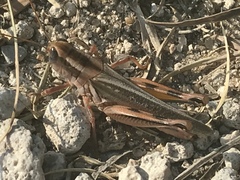 Melanoplus packardii