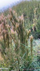 Andropogon glomeratus