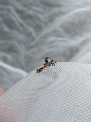 Lineodes