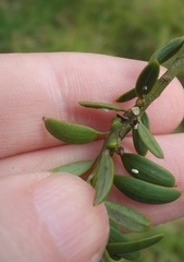Madarococcus totarae