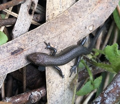 Lampropholis