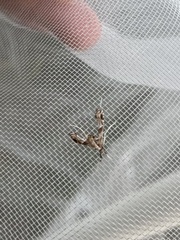 Lineodes