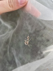 Lineodes