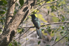 Trogon citreolus