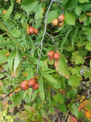 Crataegus intricata
